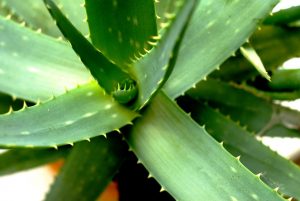 aloe vera for skin
