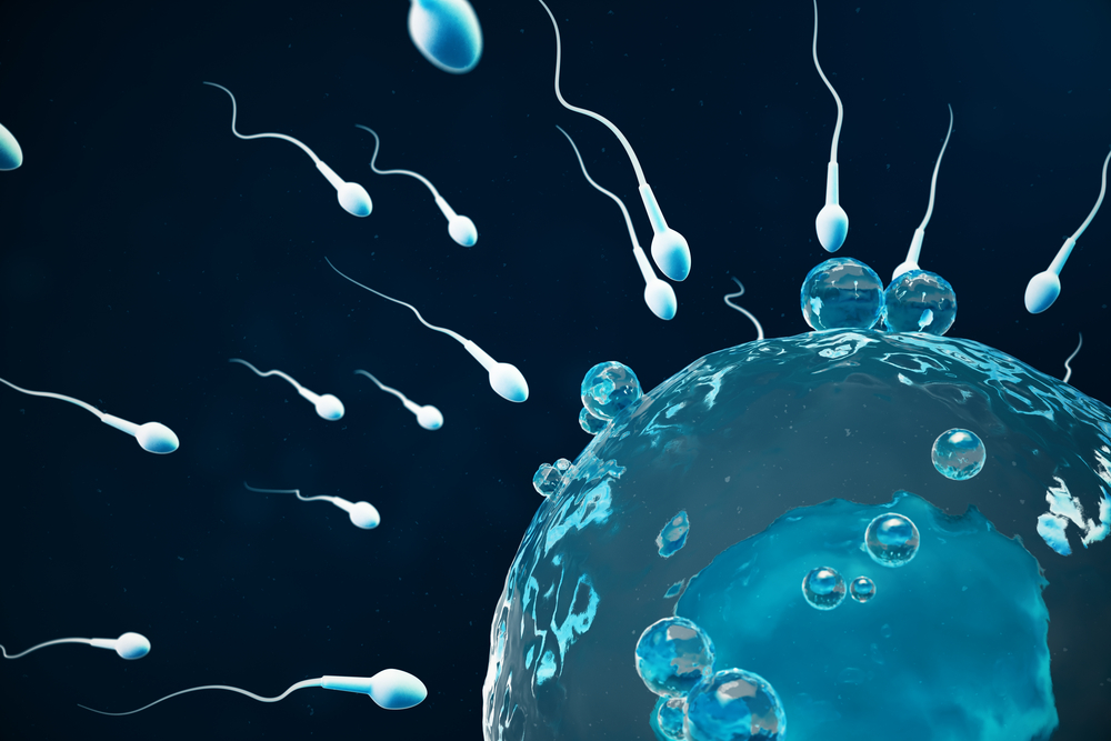 Sperm and egg cell, ovum. Native and natural fertilization