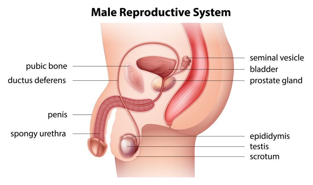 Male reproductive system