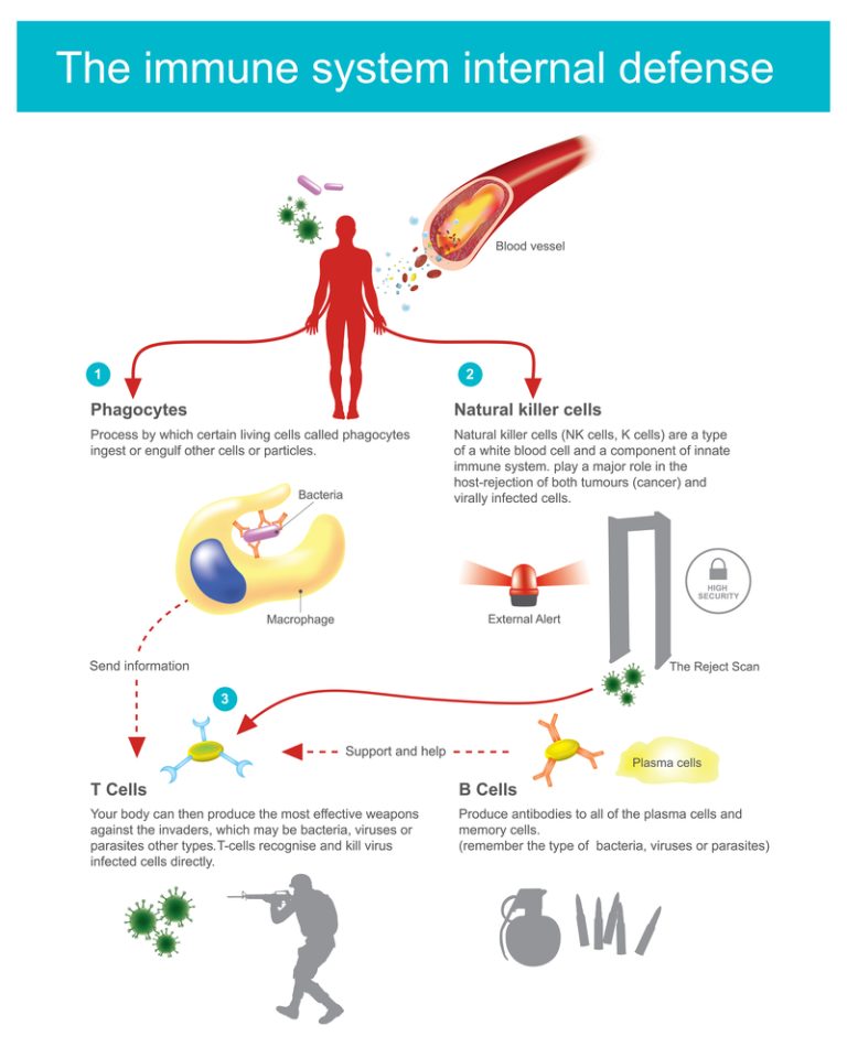 How Immune System Works?