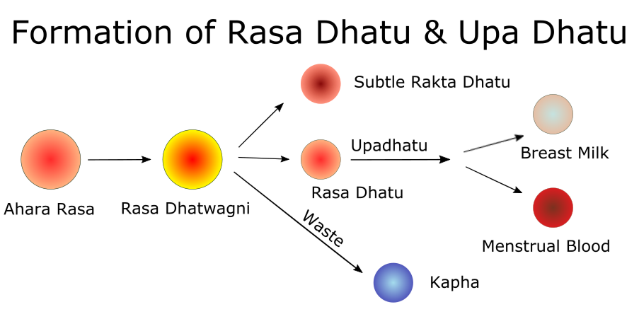 Formation-of-Rasa-Dhatu-Upa-Dhatu