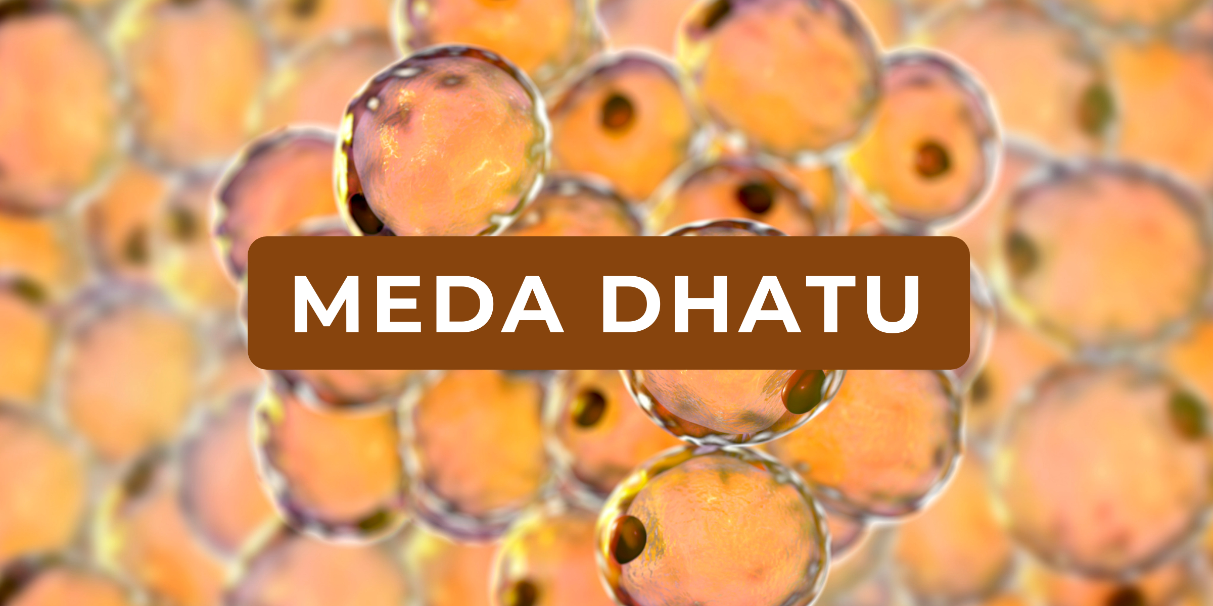Meda Dhatu