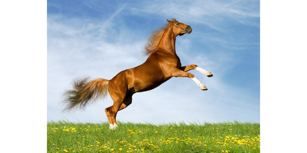 Vajikarana Treatment